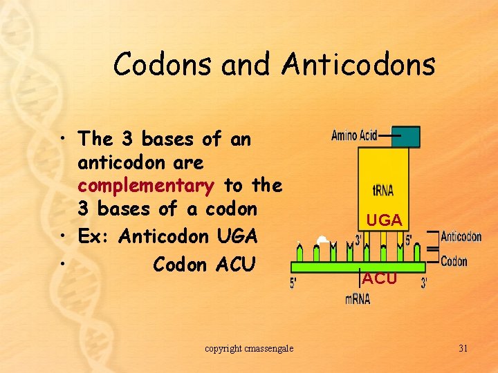 Codons and Anticodons • The 3 bases of an anticodon are complementary to the