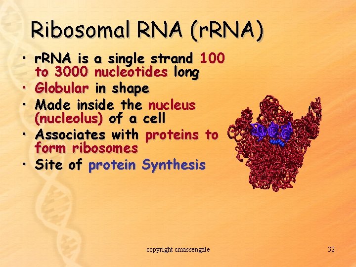 Ribosomal RNA (r. RNA) • r. RNA is a single strand 100 to 3000