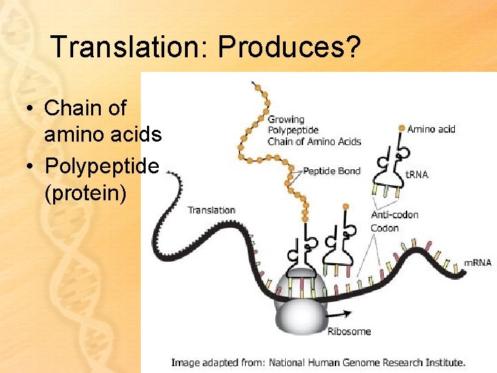 Translation: Produces? • Chain of amino acids • Polypeptide (protein) 