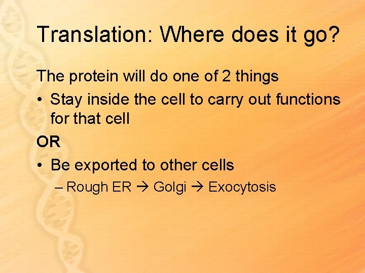 Translation: Where does it go? The protein will do one of 2 things •