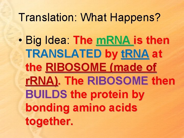 Translation: What Happens? • Big Idea: The m. RNA is then TRANSLATED by t.