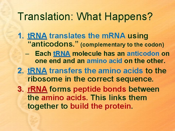 Translation: What Happens? 1. t. RNA translates the m. RNA using “anticodons. ” (complementary