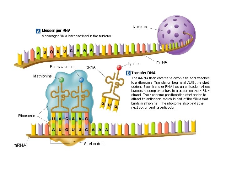 Nucleus Messenger RNA is transcribed in the nucleus. Phenylalanine t. RNA m. RNA Transfer