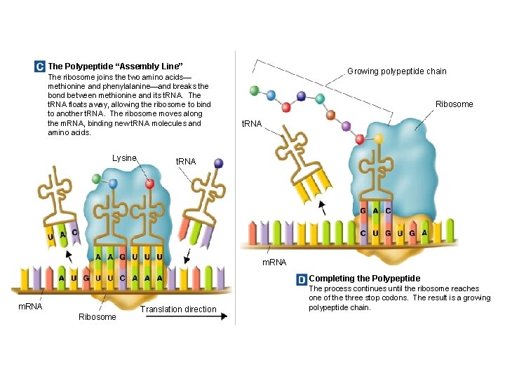 The Polypeptide “Assembly Line” The ribosome joins the two amino acids— methionine and phenylalanine—and