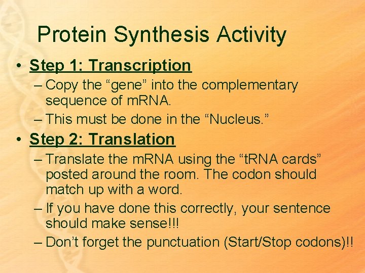 Protein Synthesis Activity • Step 1: Transcription – Copy the “gene” into the complementary