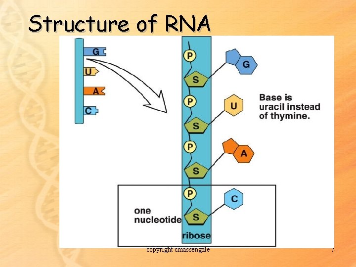Structure of RNA copyright cmassengale 7 