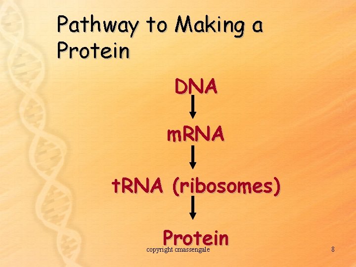 Pathway to Making a Protein DNA m. RNA t. RNA (ribosomes) Protein copyright cmassengale