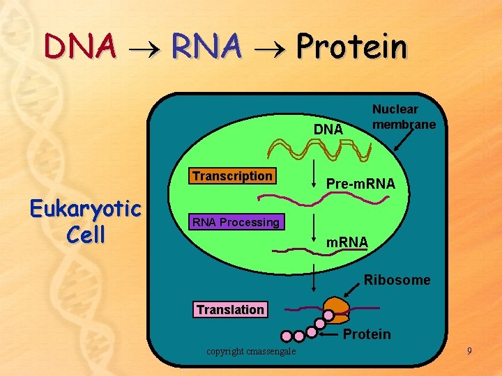 DNA RNA Protein Nuclear membrane DNA Transcription Eukaryotic Cell Pre-m. RNA Processing m. RNA