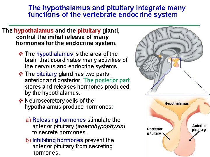 The hypothalamus and pituitary integrate many functions of the vertebrate endocrine system The hypothalamus
