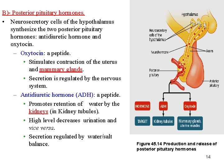 B)- Posterior pituitary hormones. • Neurosecretory cells of the hypothalamus synthesize the two posterior