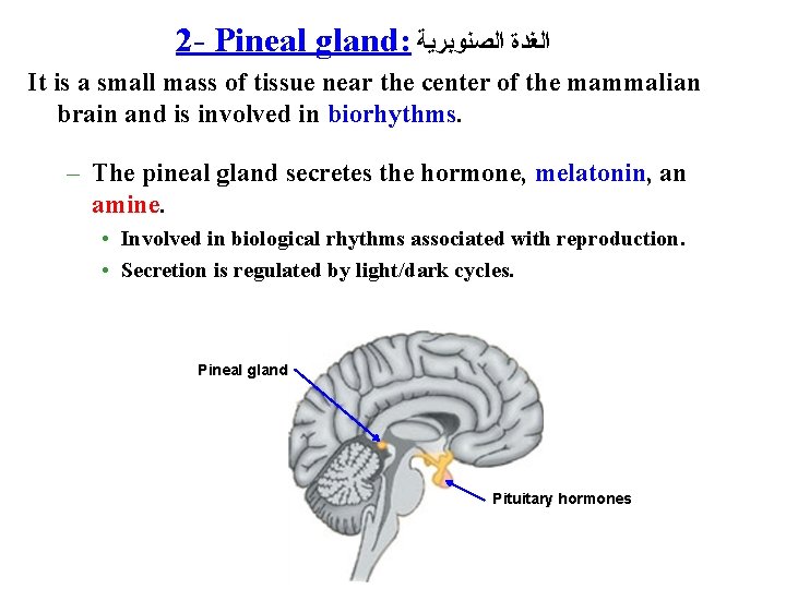 2 - Pineal gland: ﺍﻟﻐﺪﺓ ﺍﻟﺼﻨﻮﺑﺮﻳﺔ It is a small mass of tissue near