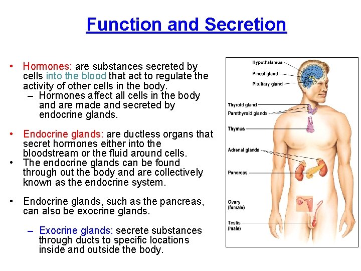 Function and Secretion • Hormones: are substances secreted by cells into the blood that