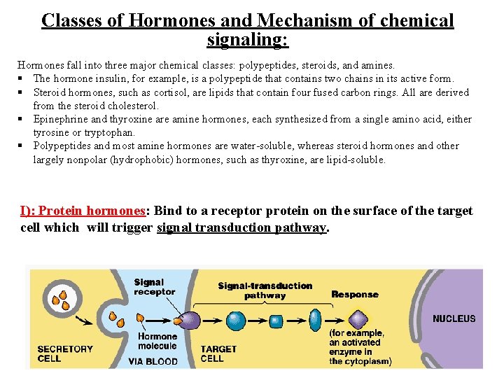 Classes of Hormones and Mechanism of chemical signaling: Hormones fall into three major chemical