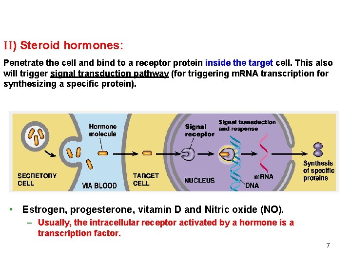 II) Steroid hormones: Penetrate the cell and bind to a receptor protein inside the