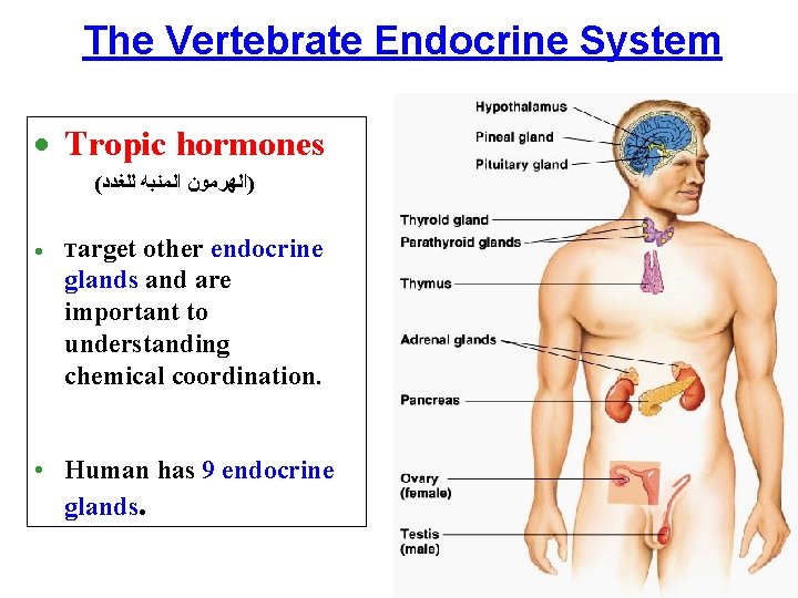 The Vertebrate Endocrine System · Tropic hormones ( )ﺍﻟﻬﺮﻣﻮﻥ ﺍﻟﻤﻨﺒﻪ ﻟﻠﻐﺪﺩ · Target other