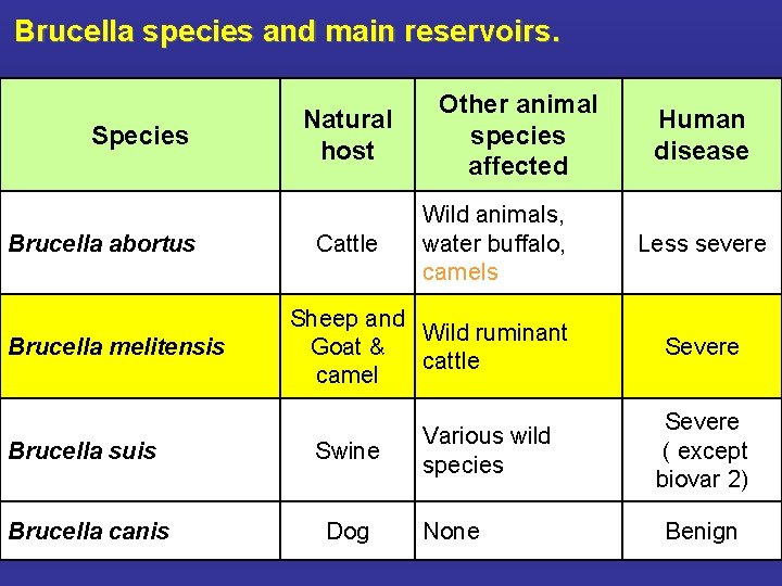 Brucella species and main reservoirs. Species Brucella abortus Brucella melitensis Brucella suis Brucella canis