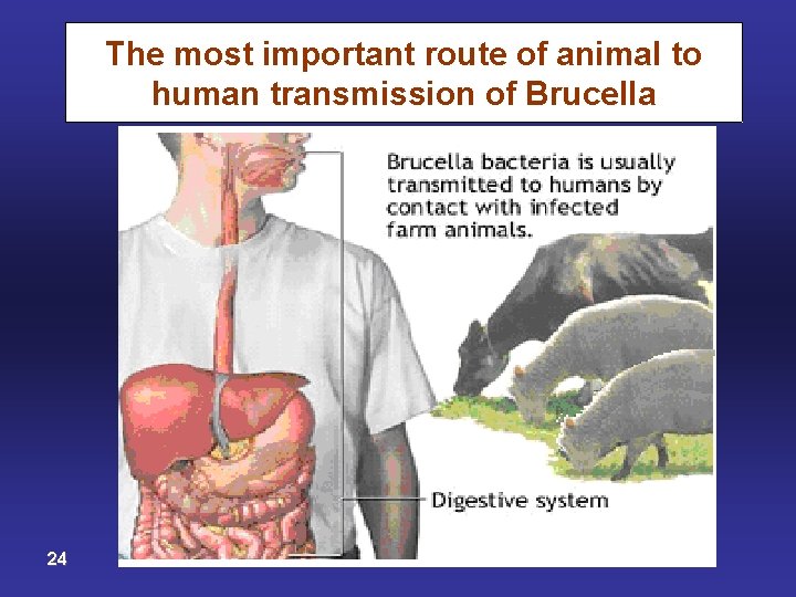 The most important route of animal to human transmission of Brucella 24 Dr. Salwa