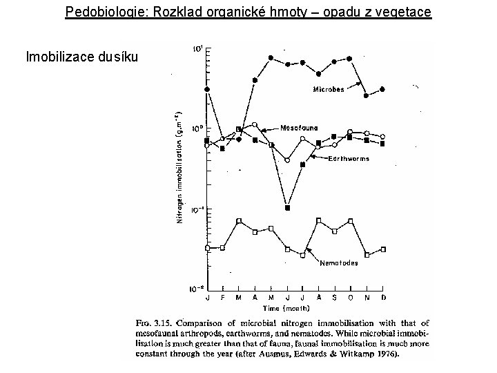 Pedobiologie: Rozklad organické hmoty – opadu z vegetace Imobilizace dusíku 
