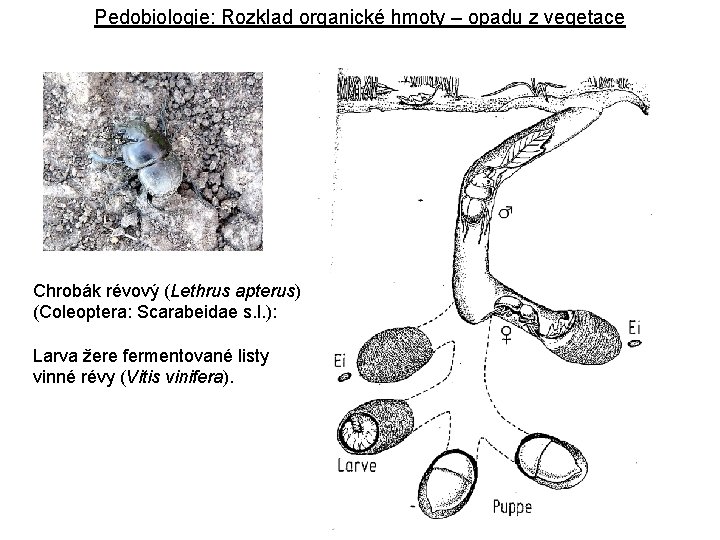 Pedobiologie: Rozklad organické hmoty – opadu z vegetace Chrobák révový (Lethrus apterus) (Coleoptera: Scarabeidae