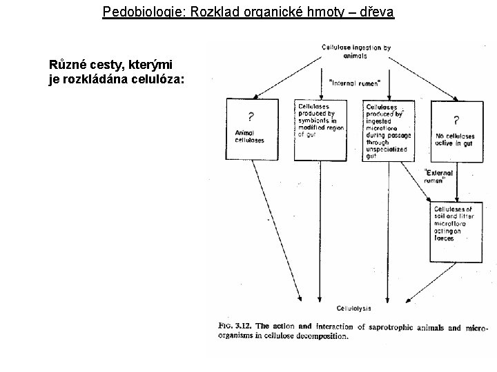 Pedobiologie: Rozklad organické hmoty – dřeva Různé cesty, kterými je rozkládána celulóza: 