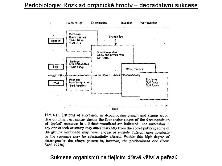 Pedobiologie: Rozklad organické hmoty – degradativní sukcese Sukcese organismů na tlejícím dřevě větví a
