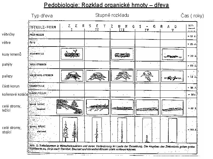 Pedobiologie: Rozklad organické hmoty – dřeva Typ dřeva větvičky větve kusy kmenů pahýly pařezy