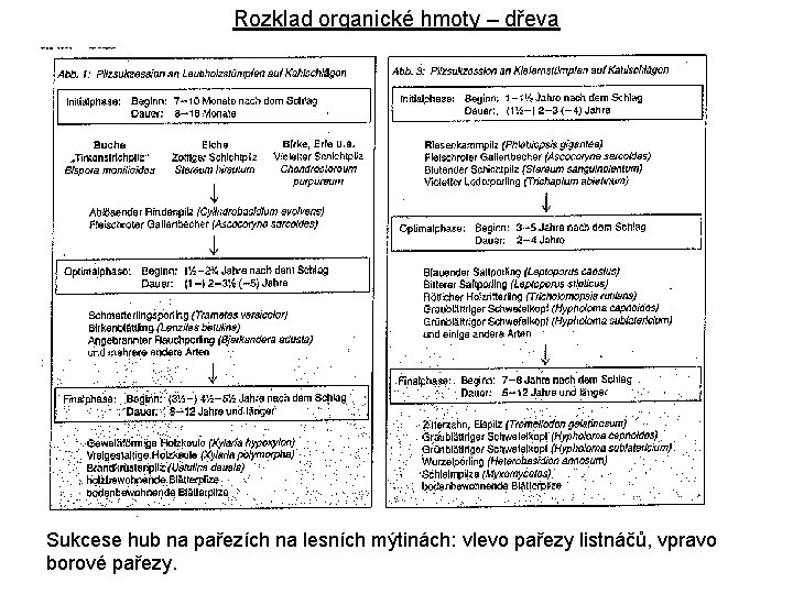 Rozklad organické hmoty – dřeva Sukcese hub na pařezích na lesních mýtinách: vlevo pařezy