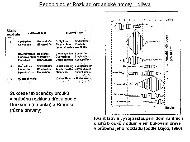 Pedobiologie: Rozklad organické hmoty – dřeva Stádium rozkladu Sukcese taxocenózy brouků v průběhu rozkladu