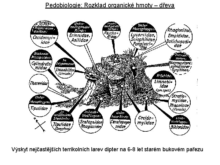 Pedobiologie: Rozklad organické hmoty – dřeva Výskyt nejčastějších terrikolních larev dipter na 6 -8