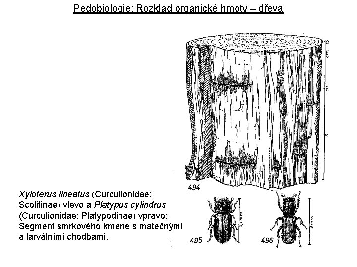 Pedobiologie: Rozklad organické hmoty – dřeva Xyloterus lineatus (Curculionidae: Scolitinae) vlevo a Platypus cylindrus