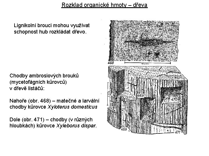 Rozklad organické hmoty – dřeva Lignikolní brouci mohou využívat schopnost hub rozkládat dřevo. Chodby