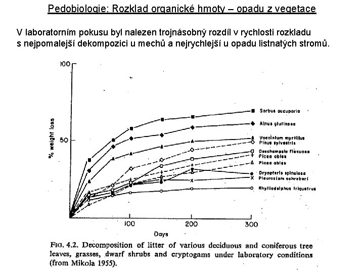 Pedobiologie: Rozklad organické hmoty – opadu z vegetace V laboratorním pokusu byl nalezen trojnásobný