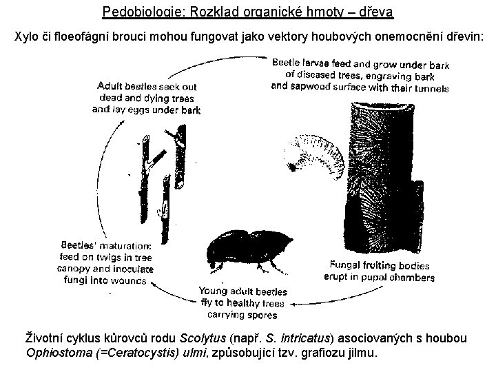 Pedobiologie: Rozklad organické hmoty – dřeva Xylo či floeofágní brouci mohou fungovat jako vektory