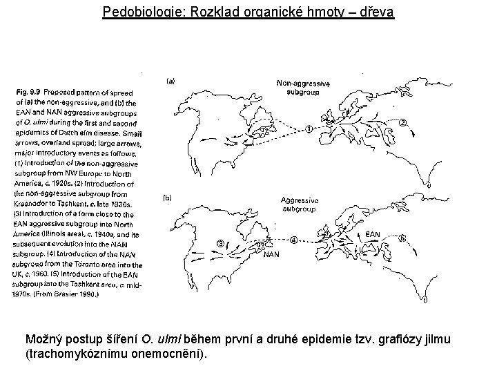 Pedobiologie: Rozklad organické hmoty – dřeva Možný postup šíření O. ulmi během první a