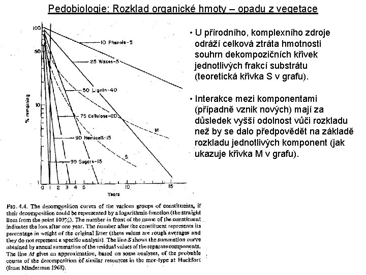 Pedobiologie: Rozklad organické hmoty – opadu z vegetace • U přírodního, komplexního zdroje odráží