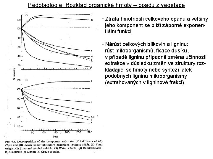 Pedobiologie: Rozklad organické hmoty – opadu z vegetace • Ztráta hmotnosti celkového opadu a