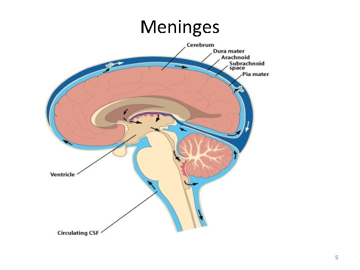 Meninges 5 