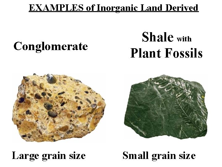 EXAMPLES of Inorganic Land Derived Conglomerate Large grain size Shale with Plant Fossils Small EXAMPLES of Inorganic Land Derived Conglomerate Large grain size Shale with Plant Fossils Small