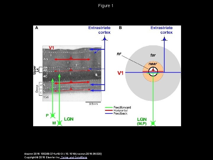 Figure 1 Neuron 2018 100259 -274. e 4 DOI: (10. 1016/j. neuron. 2018. 020)