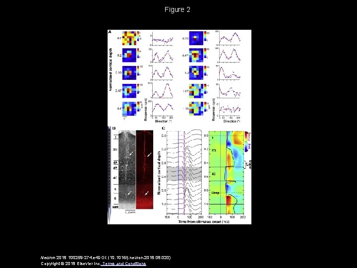 Figure 2 Neuron 2018 100259 -274. e 4 DOI: (10. 1016/j. neuron. 2018. 020)
