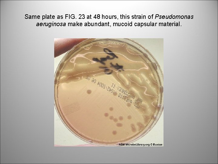 Same plate as FIG. 23 at 48 hours, this strain of Pseudomonas aeruginosa make