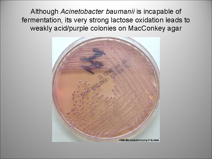 Although Acinetobacter baumanii is incapable of fermentation, its very strong lactose oxidation leads to