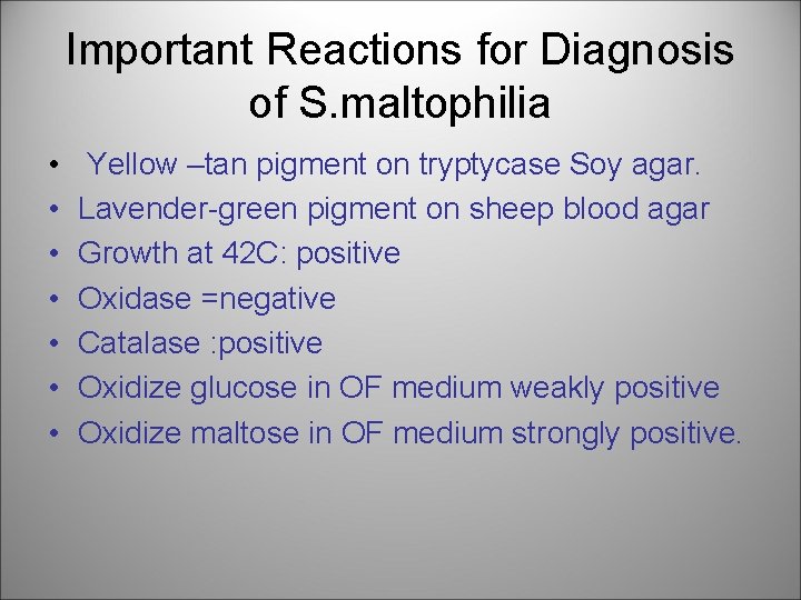 Important Reactions for Diagnosis of S. maltophilia • • Yellow –tan pigment on tryptycase