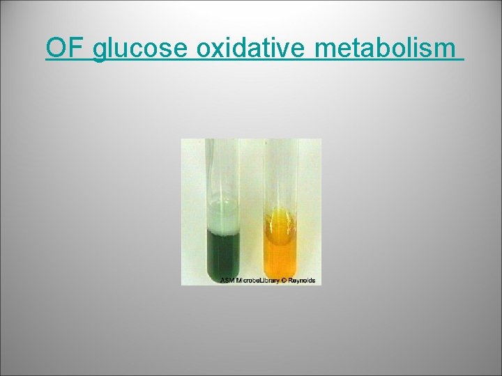 OF glucose oxidative metabolism 