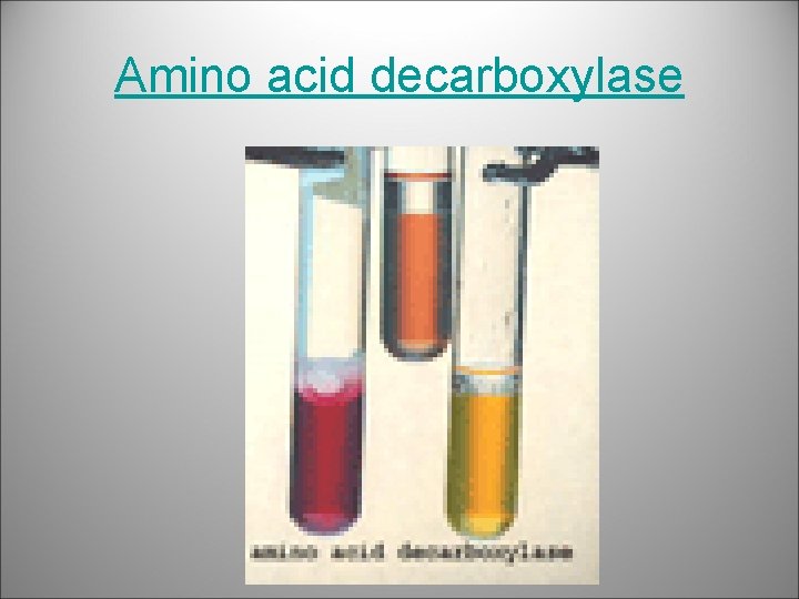 Amino acid decarboxylase 