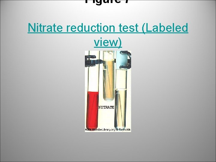 Figure 7 Nitrate reduction test (Labeled view) 