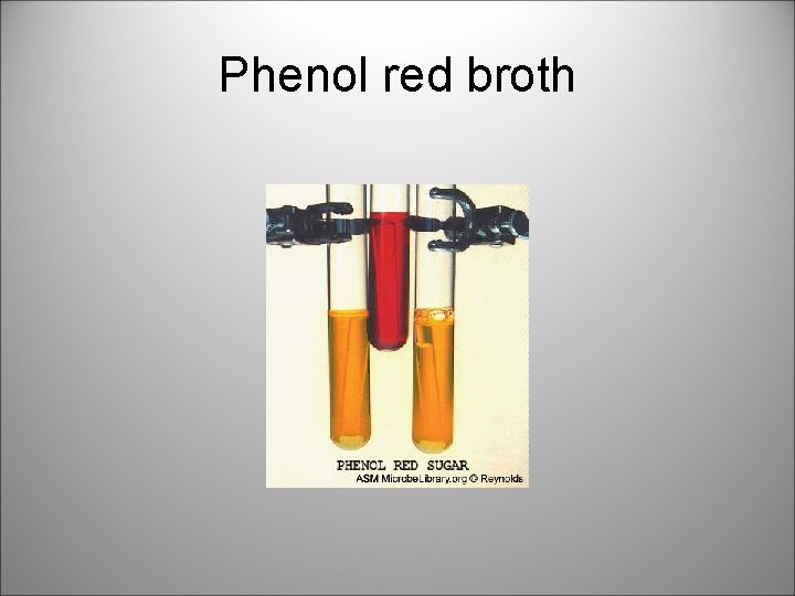 Phenol red broth 