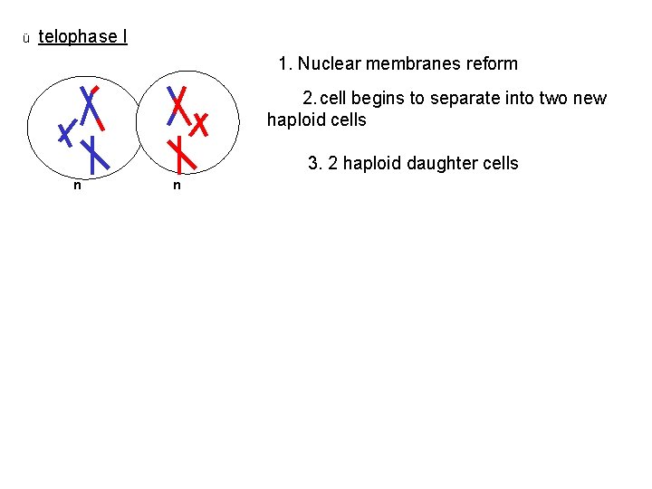 ü telophase I 1. Nuclear membranes reform 2. cell begins to separate into two