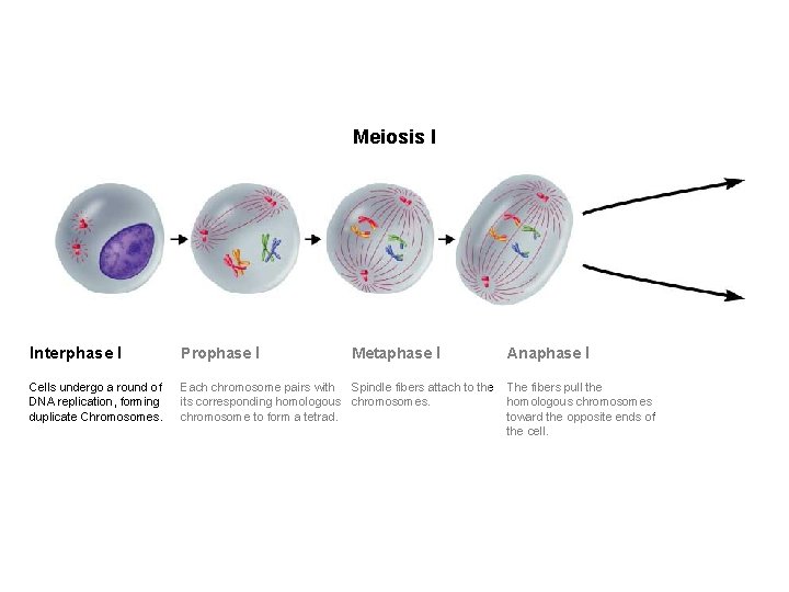 Figure 11 -15 Meiosis Section 11 -4 Meiosis I Interphase I Prophase I Cells