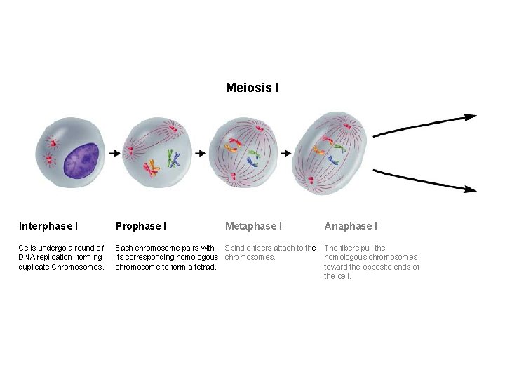 Figure 11 -15 Meiosis Section 11 -4 Meiosis I Interphase I Prophase I Cells